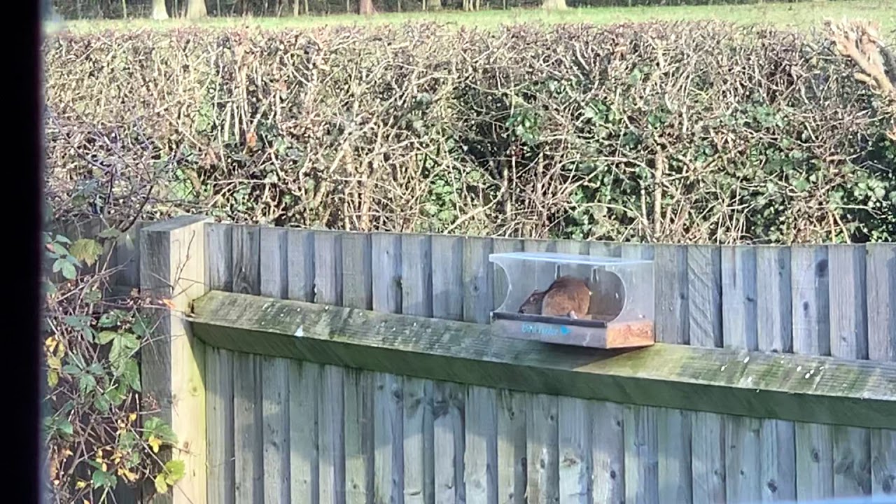 Rat eating bird food YouTube