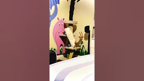 Watch the video about Amazingly Beautiful Ragdoll Cat "Peo" Checks His New Tree!! Saint Augustine, Florida. November 2023.