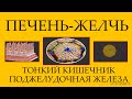 Физиология поджелудочной, тонкого кишечник и печени. Желчь.