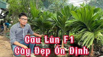Cách lựa chọn cây cau lùn f1 và giới thiệu về lô cau lùn f1 vừa về vườn Cây Giống Việt