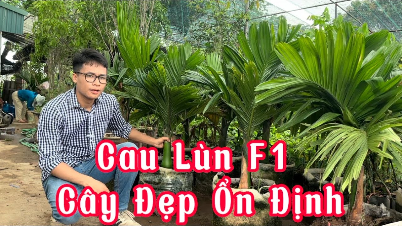 Cách lựa chọn cây cau lùn f1 và giới thiệu về lô cau lùn f1 vừa về vườn Cây Giống Việt