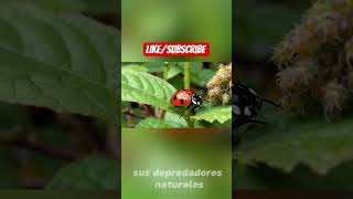 Cuida tu crape myrtle (arbol de jupiter) un hermoso arbol#shortvideo#shots#crapemyrtle#treecare.