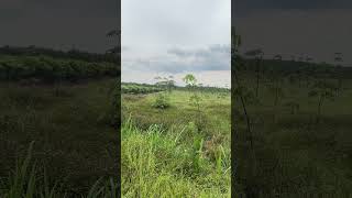 Đất Lộc ninh chu ngui ban 1 mẫu giá chi voi 1ty nha ace #muabandatgiare #tayninh