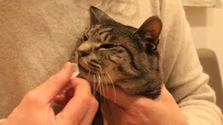 ≪ぺット手帳≫猫ちゃんの鼻づまり解消方法