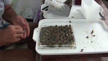 Pocillopora damicornus propagation Part 1 of 2