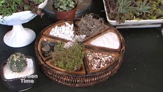 Planting Antique Succulents