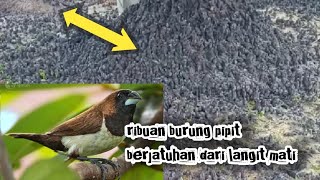 fenomena aneh ribuan  burung pipit berjatuhan dilangit mati||didaerah gianyar bali