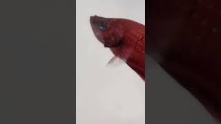 Red Fighting Betta S