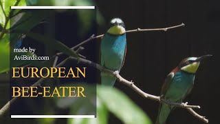 European Bee-Eater [Merops Apiaster]
