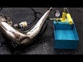 HydraForce Exhaust Blow Out Kit- FMF Gnarly Pipe