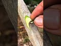How to Successfully Graft Fruit Trees