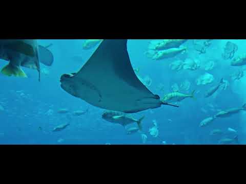 Dive into a World of Wonder at The Lost Chambers Aquarium, Atlantis Dubai!