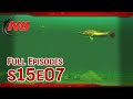 Drop shot walleyes  season 15 episode 7