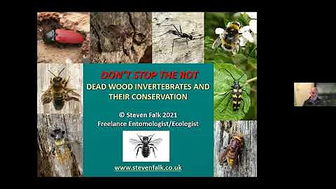 Steven Falk - Don't Stop the Rot