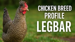 Chicken Breed Profile - Legbar