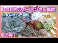 【多肉植物】トロピカルガーデンさん福袋2023!!超お得✨にゃんきちと動画の内容は同じです😂違うのはカメラのアングルだけ🎥