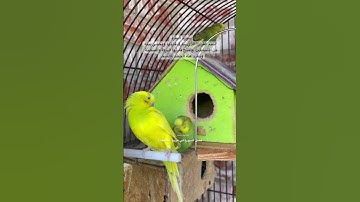 #سورة_البقرة #قرآن #المصحف #العراق #السعودية #اكسبلور #طيور #البادجي #albaqarah #quran #birds #usa