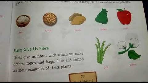 Class 2 EVS chapter 13 Plants World by Sanchita