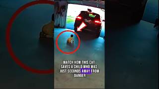 No One Expected the Cat to Do This!!! 🙀🙀🙀