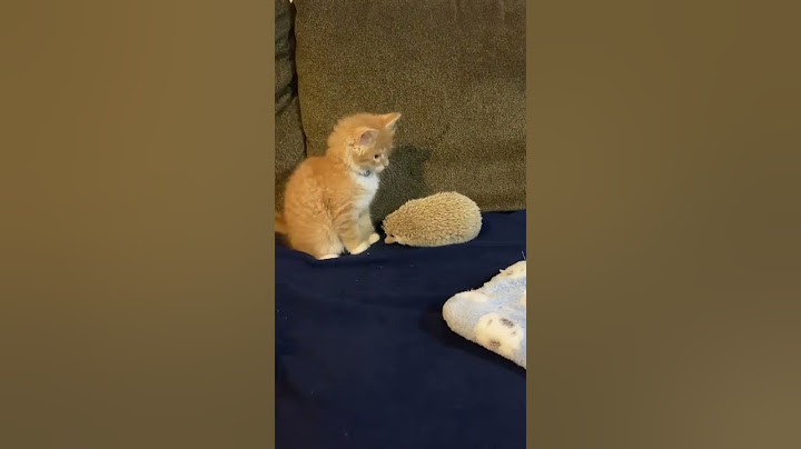 Hedgehog's Quills Make Kitten Jump || ViralHog