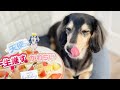 パーティーの最中に寝てしまうダックスフンド。