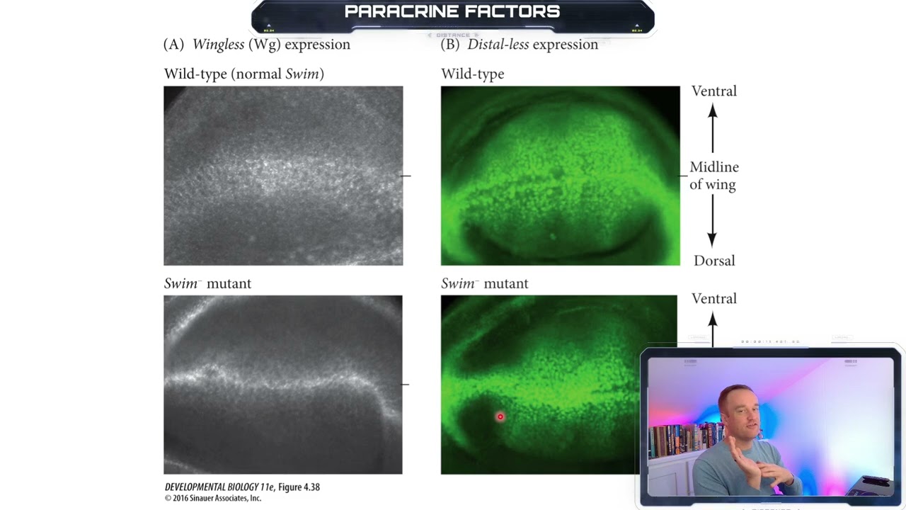 Paracrine Factors - Developmental Biology
