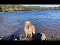 Golden retriever meets cows | Maximus