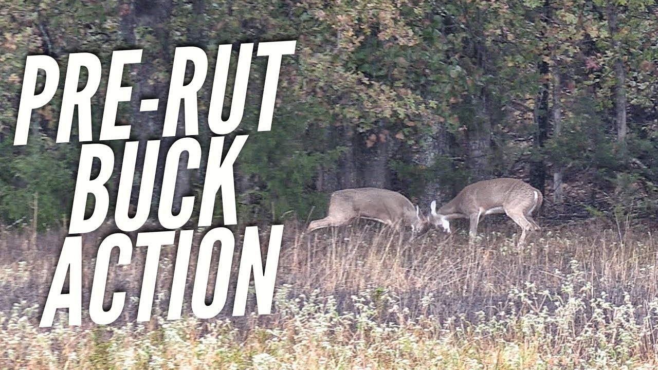 Pre Rut Buck Hunting Action in Arkansas S8 #47 - YouTube