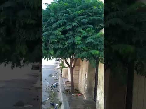 اعظم شجرة في كون سبحان الله