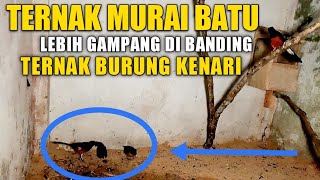 Percaya dehh !!! Ternak MURAI BATU lebih gampang ketimbang ternak burung kenari