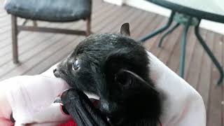 Baby Flying Fox Bat  Does The Sweetest Things,While I Answer Some   Questions .Part 2