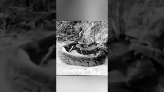 kucing vs ular piton, kucing pemberani