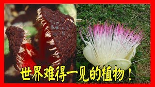 一辈子都难以得见的植物！见过五种算你厉害！ #Hong Planet2018
