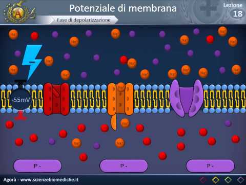 Video: Quale cambiamento nel potenziale di membrana innesca un potenziale d'azione?