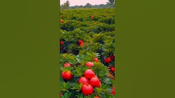 This Exotic Fruit Has an Unbelievable Secret! 12 #farming #fruits #secret