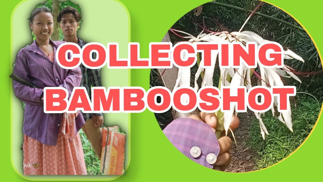 Going to jungle for collecting bambooshot