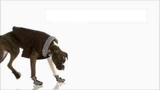 Pawlooza Ad Edit2