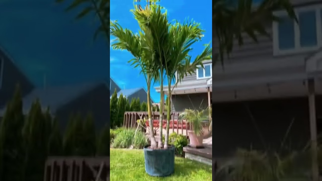 WHAT DOES A TROPICAL FARM LOOK LIKE?  LET US SHOW YOU! ☀️ 😎 🌴 