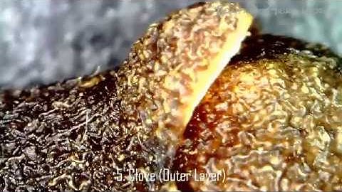 Amazing!! Spices under Microscope [Part I]