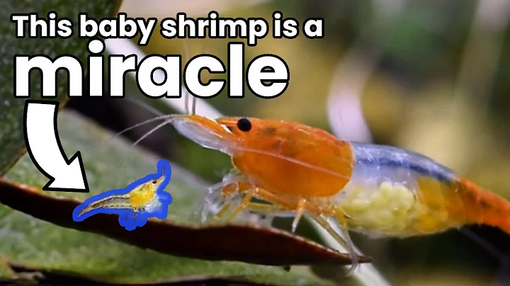 A Scientific Dive Into The Cherry Shrimp Lifecycle (New information!) - DayDayNews