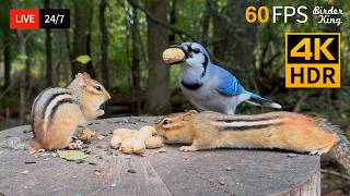 🔴 24/7 LIVE: Cat TV 😺 Unpredictable Birds Chipmunks and Squirrels 🐦🐿️ 4K Cat Games