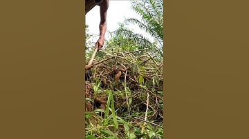 Harvesting cassava part 454 #shorts #farming #cassava #nature  #cassavaroots #cassavafarming