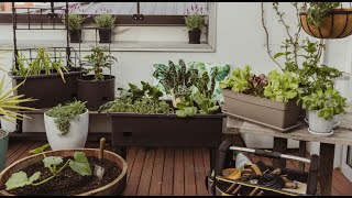 How to Create a Portable Veggie Garden for Small Spaces | Mitre 10 Easy As Garden