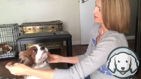 Prong 101 - Part 2 - How to Size and Fit