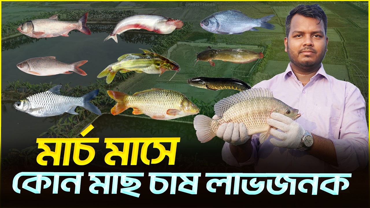 মার্চ মাসে কোন ধরনের মাছ চাষ লাভজনক || Shakib Agro || চৈত্র মাসে কোন মাছ চাষে লাভ বেশি