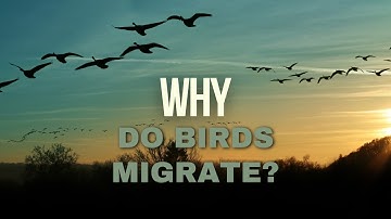 Why do birds migrate?