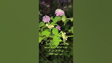 #قران_كريم #سورة #النساء ،: وَلَا تَتَمَنَّوْا مَا فَضَّلَ اللَّهُ بِهِ بَعْضَكُمْ