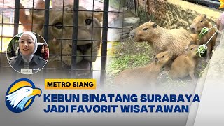 Libur Nataru, Kebun Binatang Surabaya Penuh Pengunjung - [Metro Siang]