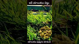 cardamom plant uses in telugu youtubeshorts ytshorts medicinalplants | యాలుకలు చెట్టు ను చూడండి