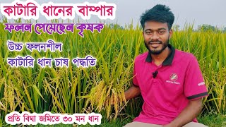 বগুড়ার কৃষক কাটারি ধান চাষ করে বাম্পার ফলন পেয়েছে। কাটারি ধান চাষ পদ্ধতি। ধানের উচ্চ ফলনশীল জাত।